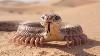 20 Rarest Snakes In The World You Won T Believe Exis