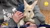 An Extremely Rare White Kangaroo Was Born At A Zoo In New York