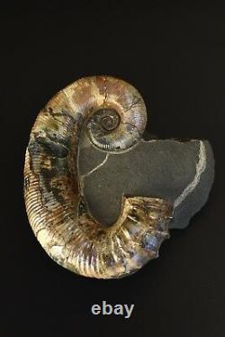 Audouliceras sp. Extremely rare Russian ammonite
