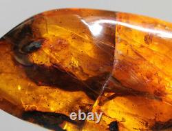 Burmite Amber Fossil SC5416 Extremely Rare 6cm Lizard