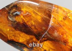 Burmite Amber Fossil SC5416 Extremely Rare 6cm Lizard