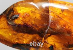 Burmite Amber Fossil SC5416 Extremely Rare 6cm Lizard