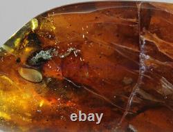 Burmite Amber Fossil SC5416 Extremely Rare 6cm Lizard