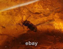 Burmite Amber Fossil SC5416 Extremely Rare 6cm Lizard