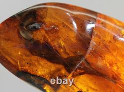 Burmite Amber Fossil SC5416 Extremely Rare 6cm Lizard