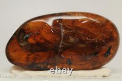 Burmite Amber Fossil SC5416 Extremely Rare 6cm Lizard