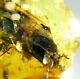 Burmite Amber Fossil Sc5588 Extremely Rare 5cm Lizard