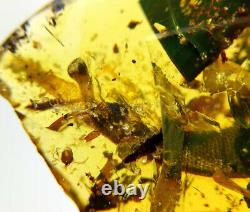 Burmite Amber Fossil SC5588 Extremely Rare 5cm Lizard