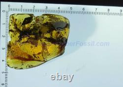 Burmite Amber Fossil SC5588 Extremely Rare 5cm Lizard