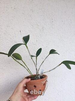 Cattleya velutina orchid species Extremely rare Blooming size