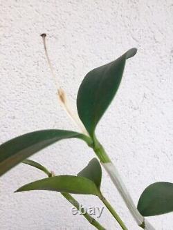 Cattleya velutina orchid species Extremely rare Blooming size