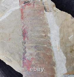 EXTREMELY RARE FEZOUATA Fossil Aglaspid. Tremaglaspis. Ordovician. Morocco