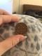 Extremely Rare 2p (2 New Pence) Coin 1971