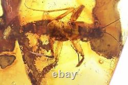 Extremely Rare Adult Praying Mantis Mantodea Fossil insect Baltic amber #11117