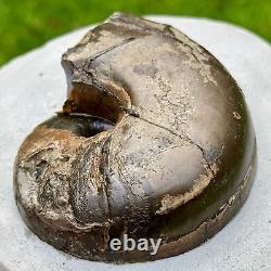 Extremely Rare Cenoceras Nautilus Fossil in Green Ammonite Nodule, Prepped Both