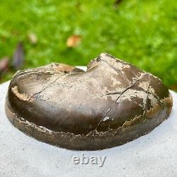 Extremely Rare Cenoceras Nautilus Fossil in Green Ammonite Nodule, Prepped Both