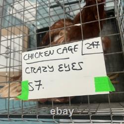 Extremely Rare! Netflix Orange is the New Black Original Screen Used CHICKEN