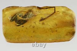Extremely Rare ODONATA Fossil DRAGONFLY Genuine BALTIC AMBER + HQ Pic 190115