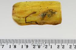Extremely Rare ODONATA Fossil DRAGONFLY Genuine BALTIC AMBER + HQ Pic 190115