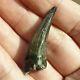 Extremely Rare Pliosaur Tooth Fossil Liopleurodon Marine Reptile Jurassic 4cm