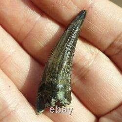 Extremely Rare Pliosaur Tooth Fossil Liopleurodon Marine Reptile Jurassic 4cm