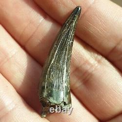 Extremely Rare Pliosaur Tooth Fossil Liopleurodon Marine Reptile Jurassic 4cm