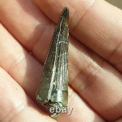 Extremely Rare Pliosaur Tooth Fossil Liopleurodon Marine Reptile Jurassic 4cm