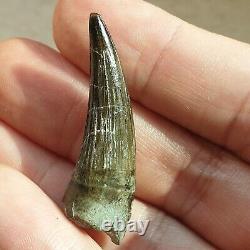 Extremely Rare Pliosaur Tooth Fossil Liopleurodon Marine Reptile Jurassic 4cm