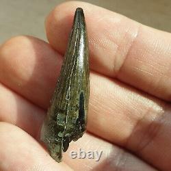 Extremely Rare Pliosaur Tooth Fossil Liopleurodon Marine Reptile Jurassic 4cm