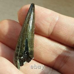 Extremely Rare Pliosaur Tooth Fossil Liopleurodon Marine Reptile Jurassic 4cm