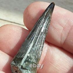 Extremely Rare Pliosaur Tooth Fossil Liopleurodon Marine Reptile Jurassic 4cm