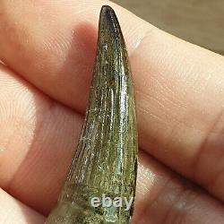 Extremely Rare Pliosaur Tooth Fossil Liopleurodon Marine Reptile Jurassic 4cm