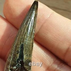 Extremely Rare Pliosaur Tooth Fossil Liopleurodon Marine Reptile Jurassic 4cm