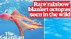 Extremely Rare Rainbow Like Blanket Octopus Spotted In The Wild On Great Barrier Reef