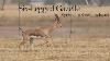 Extremely Rare Six Legged Mountain Gazelle Spotted