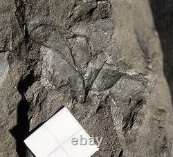 Extremely Rare fossil Arthropleura respiratory organ called Rosette plates