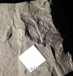Extremely Rare fossil Arthropleura respiratory organ called Rosette plates