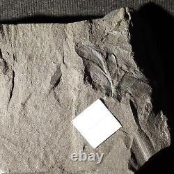Extremely Rare fossil Arthropleura respiratory organ called Rosette plates