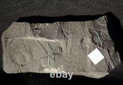 Extremely Rare fossil Arthropleura respiratory organ called Rosette plates