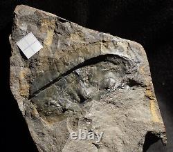 Extremely Rare fossil bigest know Arthroplura species Arthropleura mammata