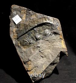 Extremely Rare fossil bigest know Arthroplura species Arthropleura mammata