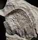 Extremely Rare Undescribed Fossil Arthropleura Species! Coal Giant Millipede