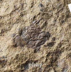 Extremely Rare unknown Silurian one of oldest land plant or fungus