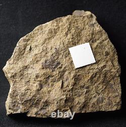 Extremely Rare unknown Silurian one of oldest land plant or fungus