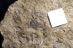 Extremely Rare unknown Silurian one of oldest land plant or fungus