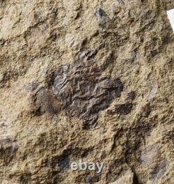 Extremely Rare unknown Silurian one of oldest land plant or fungus