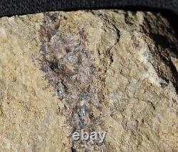 Extremely rare Silurian oldest clubmoss lycopsid land plant fossil with spores