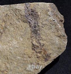 Extremely rare Silurian oldest clubmoss lycopsid land plant fossil with spores