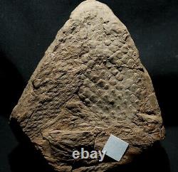 Extremely rare fossil Bulbil attached to Lepidodendron twig! Not a cone! Read