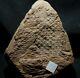 Extremely Rare Fossil Bulbil Attached To Lepidodendron Twig! Not A Cone! Read